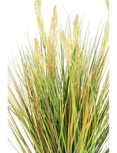 HIERBA DE CEBOLLA SEMILLA