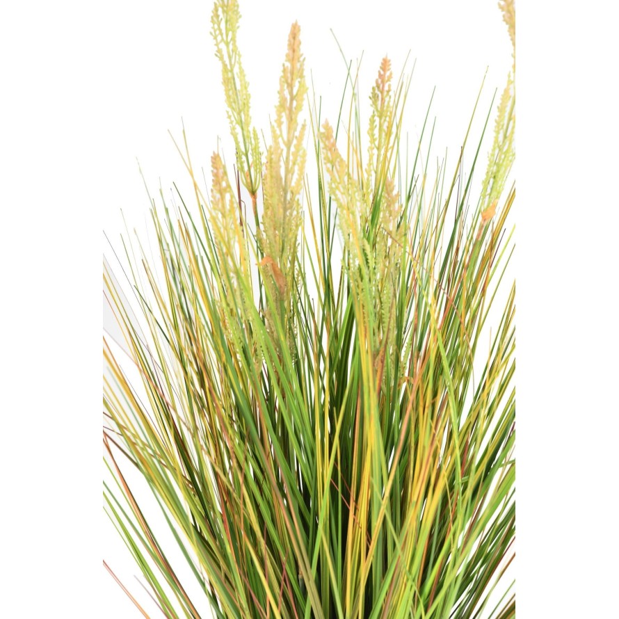 HIERBA DE CEBOLLA SEMILLA