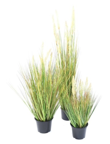 HIERBA DE CEBOLLA SEMILLA