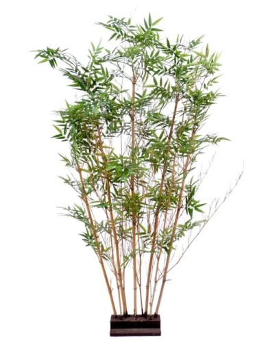 BAMBUS ORIENTALISCH HECKE 2