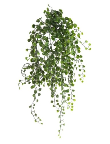 DICHONDRA HÄNGEKUNSTPFLANZE