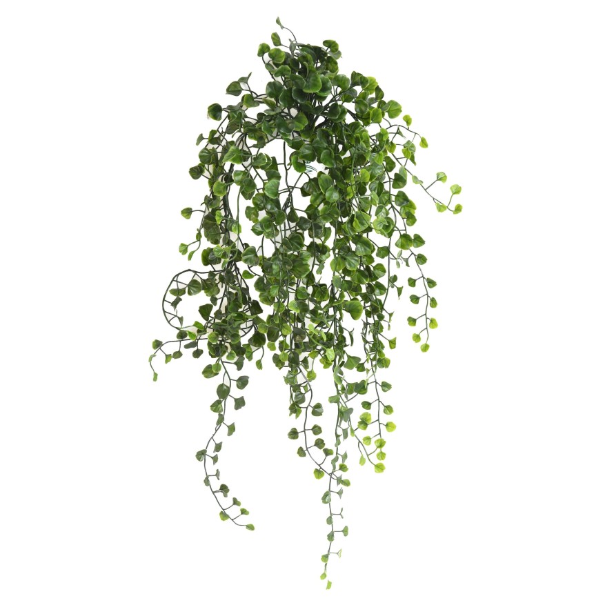 DICHONDRA HANGING BUSH