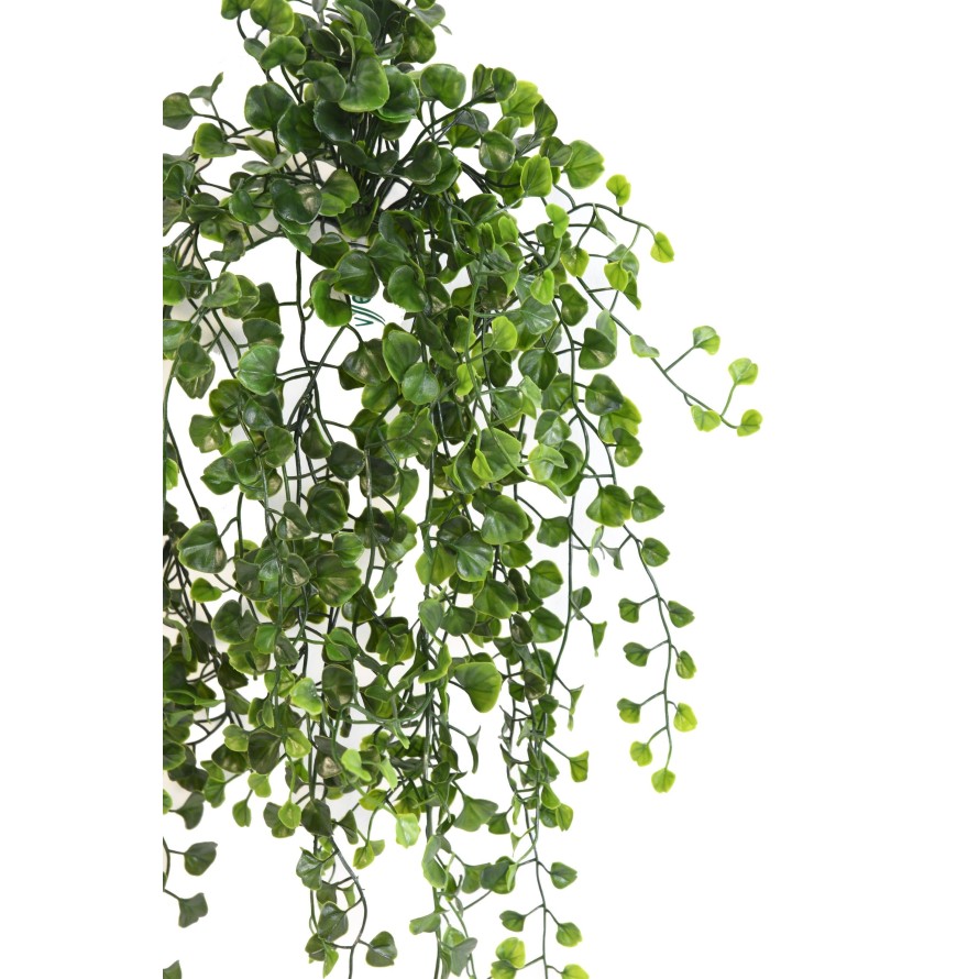 DICHONDRA HANGING BUSH