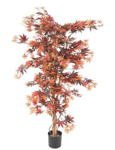 ARALIA NEW (AHORN-OPTIK)