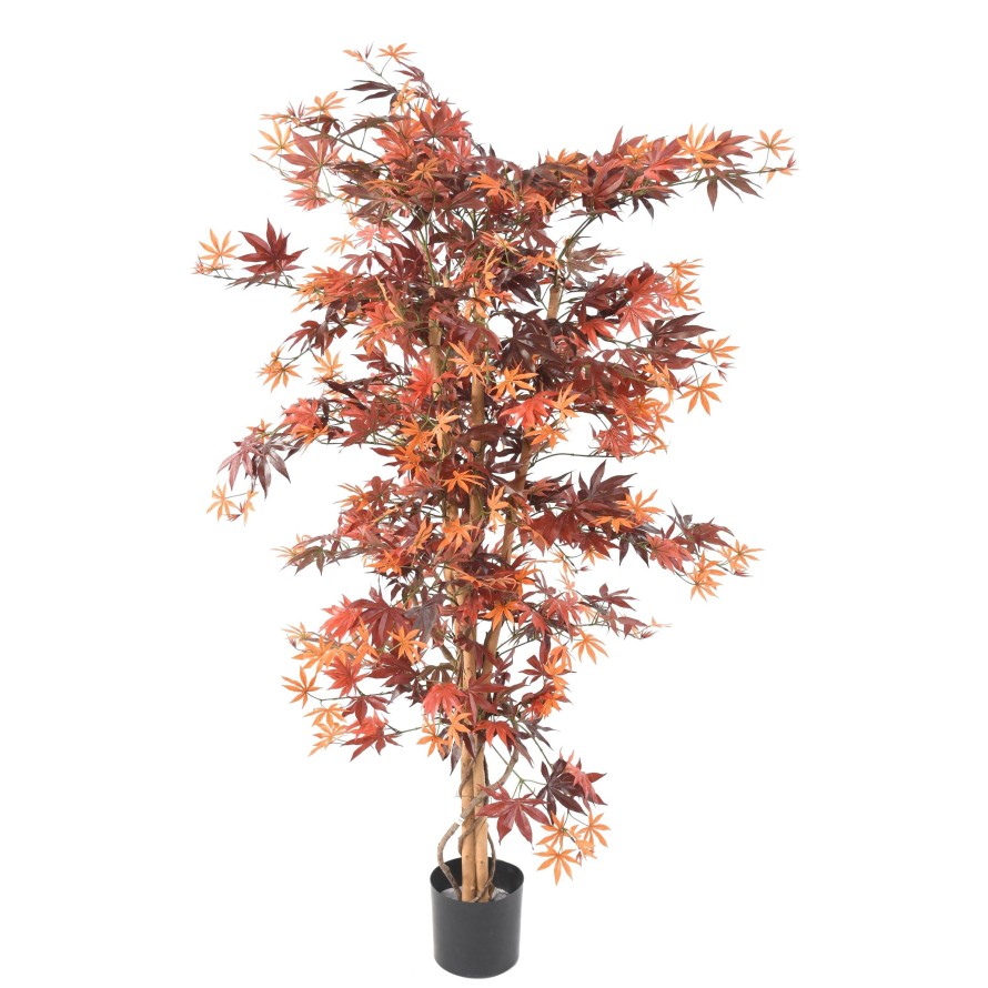 ARALIA NEW (ARCE)