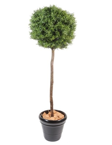 EUKALYPTUS 81 KUGEL STAMM