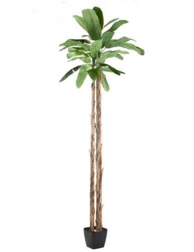 PLATANERA GIGANTE *2