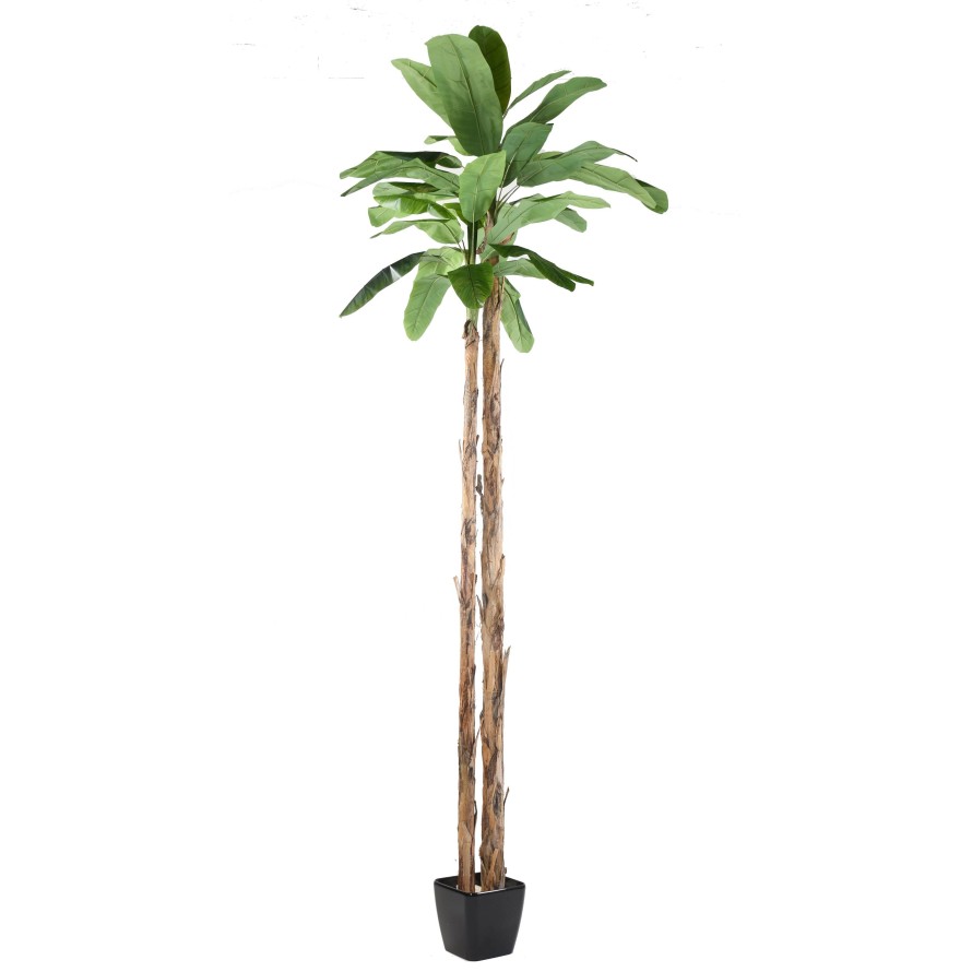 PLATANERA GIGANTE *2