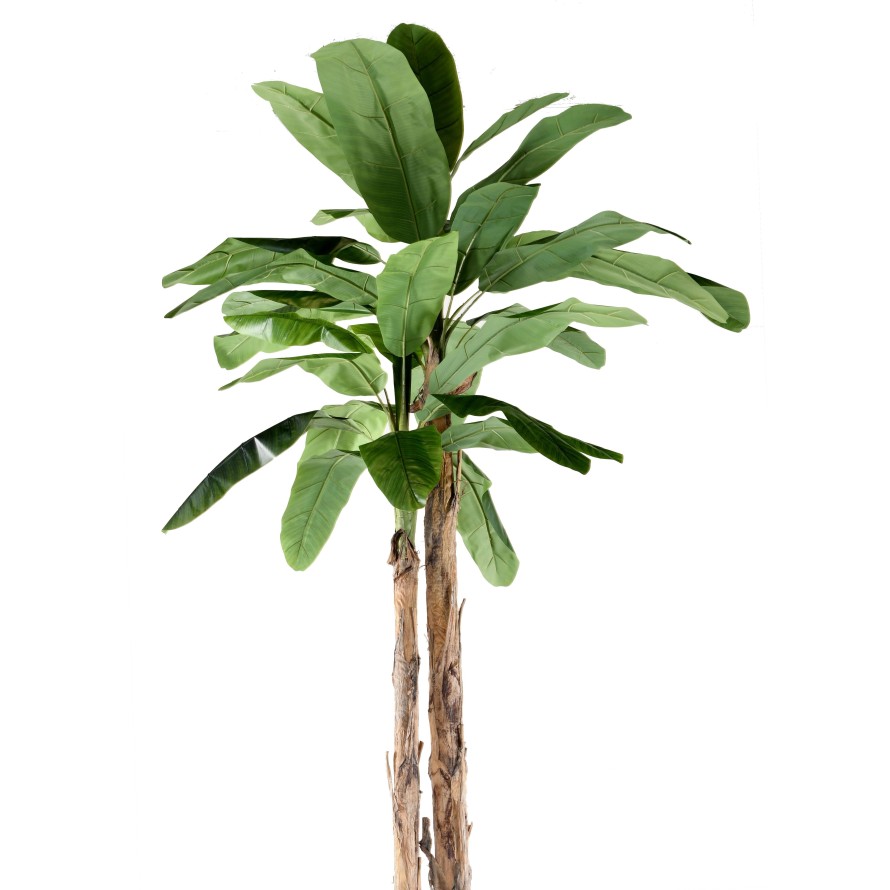 BANANA TREE GIANT *2