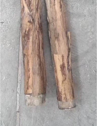 BANANENBAUM GIANT *2