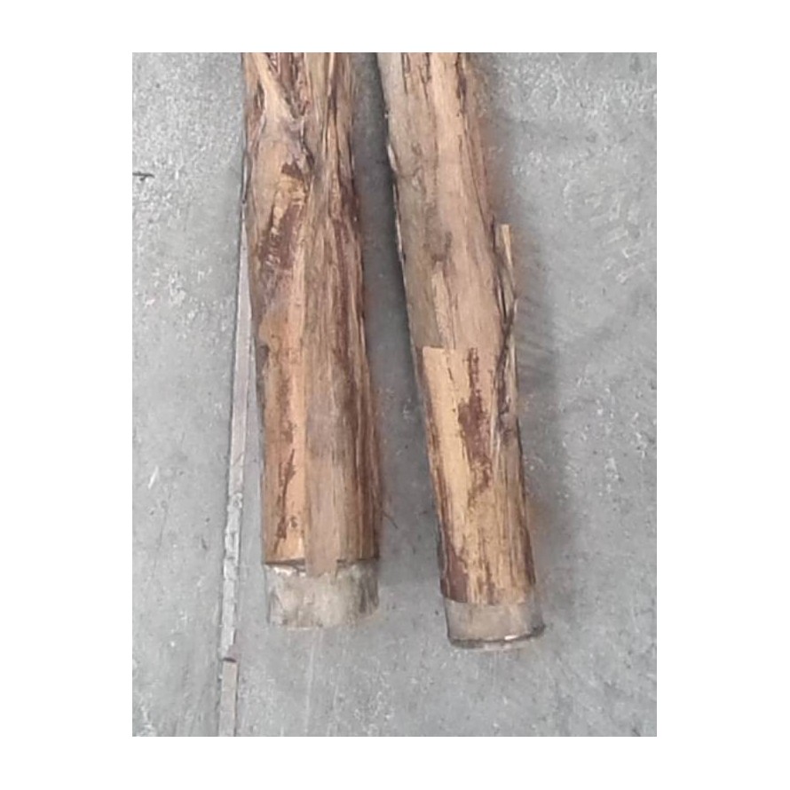 BANANENBAUM GIANT *2