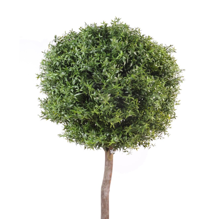 EUKALYPTUS 81 KUGEL STAMM