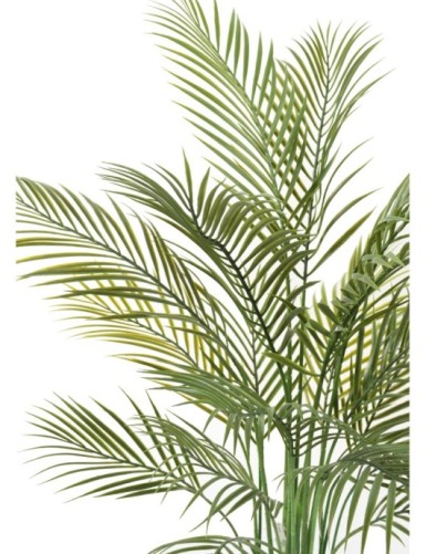 ARECA PALM MULTI TREE