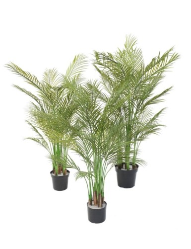ARECA PALM MULTI TREE