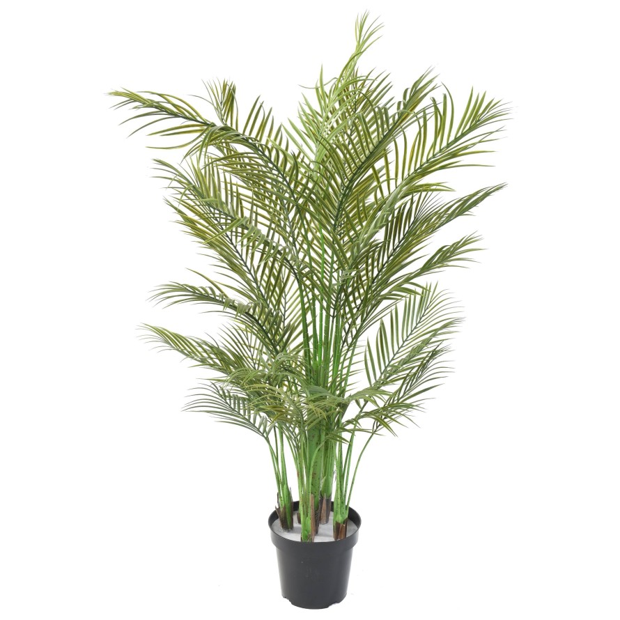 ARECA PALM MULTI TREE