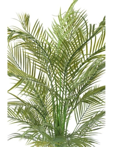 ARECA PALM MULTI TREE