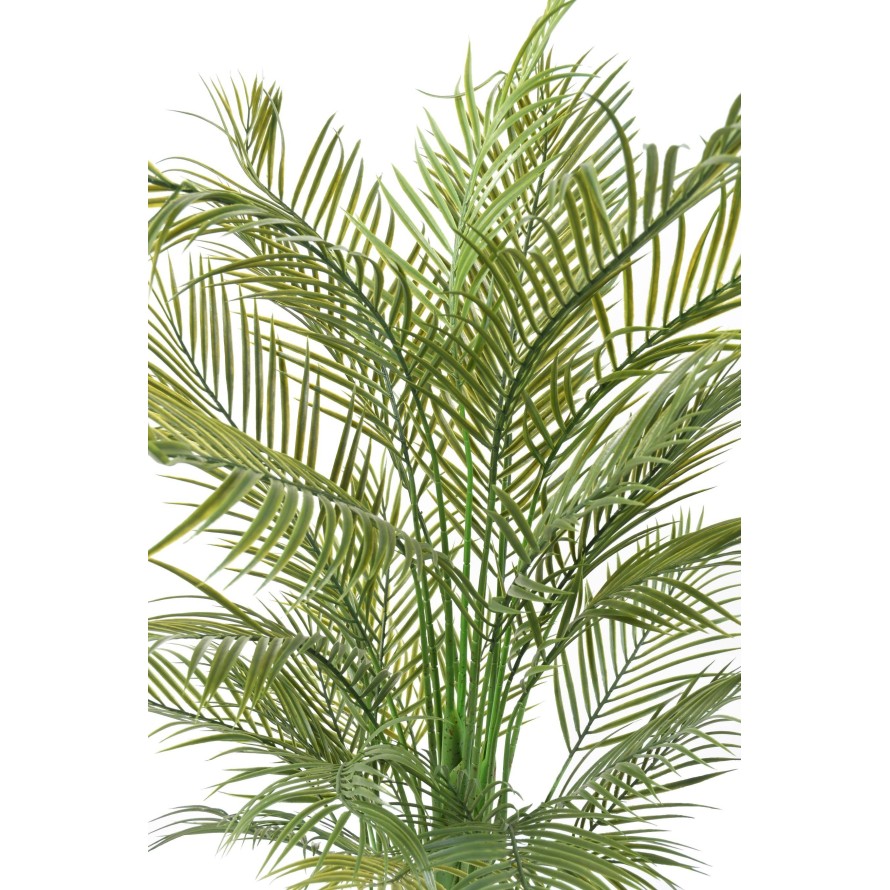 ARECA PALM MULTI TREE