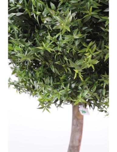 EUKALYPTUS 81 KUGEL STAMM