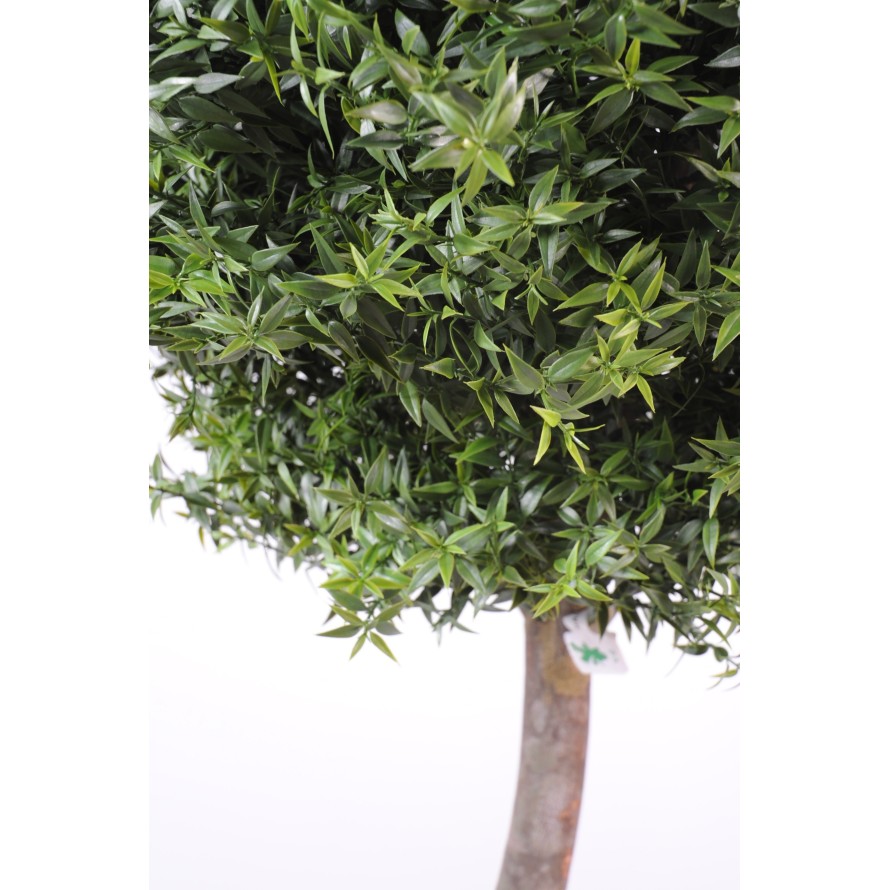 EUKALYPTUS 81 KUGEL STAMM