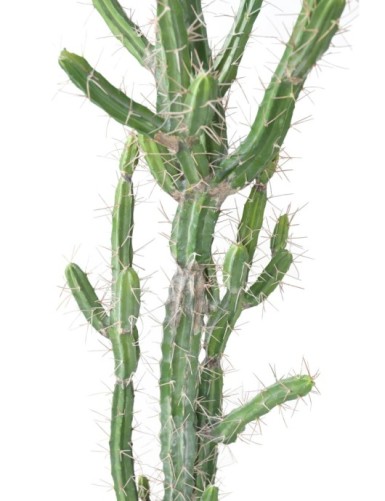 CACTUS FINGER F