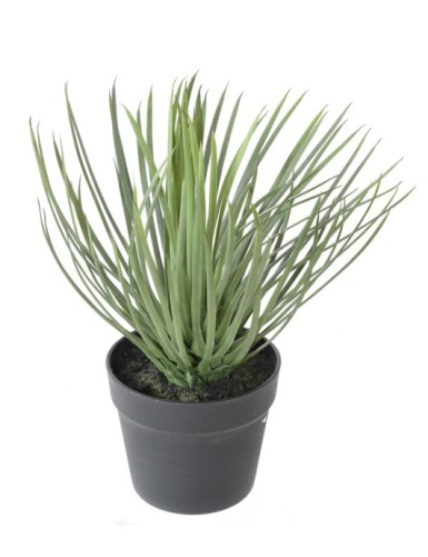 YUCCA ROSTRATA 40