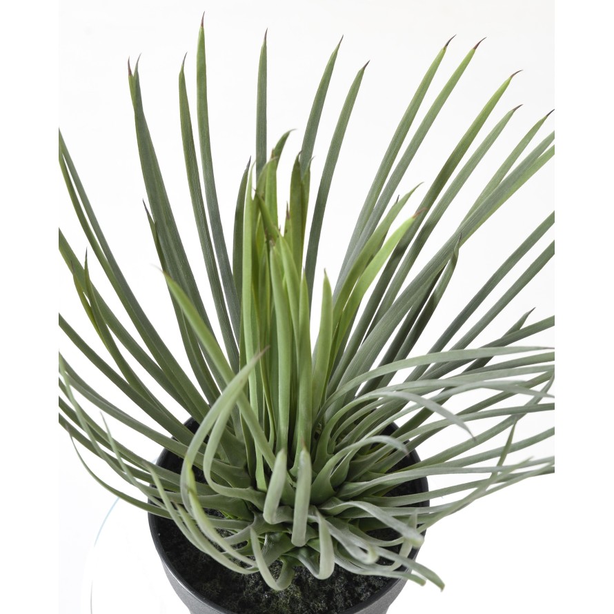 YUCCA ROSTRATA 40