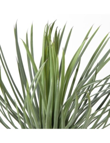 YUCCA ROSTRATA 40