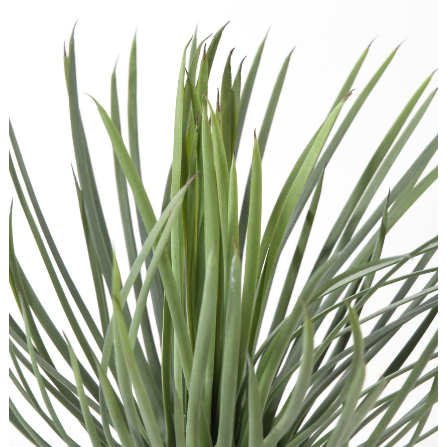 YUCCA ROSTRATA 40