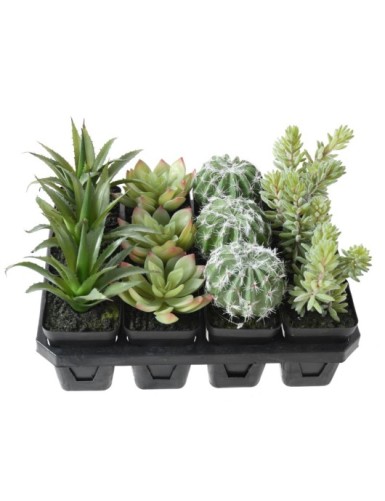 SUKKULENTEN ARRANGEMENT 12