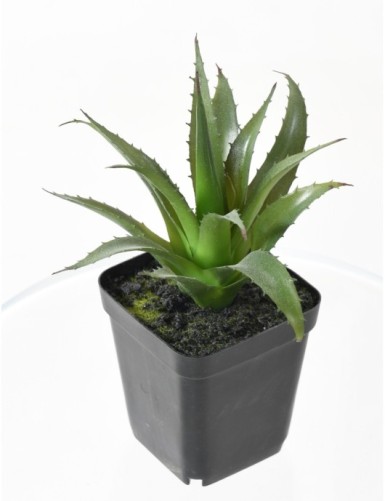 SUKKULENTEN ARRANGEMENT 12