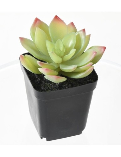 SUKKULENTEN ARRANGEMENT 12