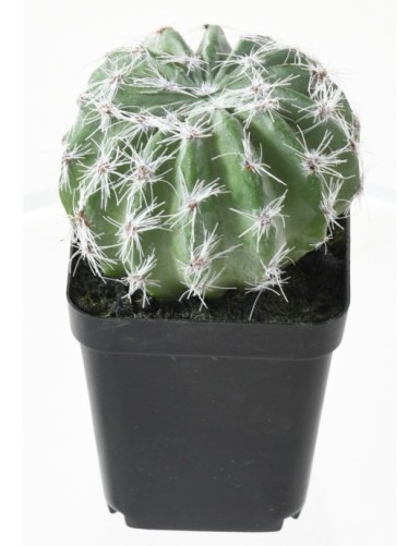 SUKKULENTEN ARRANGEMENT 12