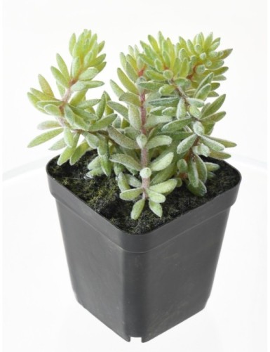 SUKKULENTEN ARRANGEMENT 12