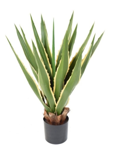 AGAVE FURCRAEA