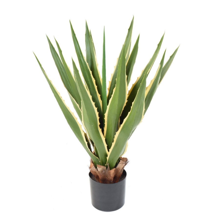 AGAVE FURCRAEA