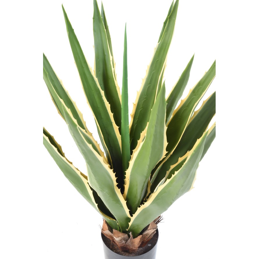 AGAVE FURCRAEA