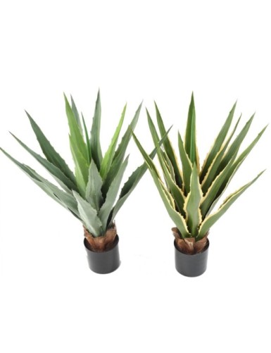 AGAVE FURCRAEA