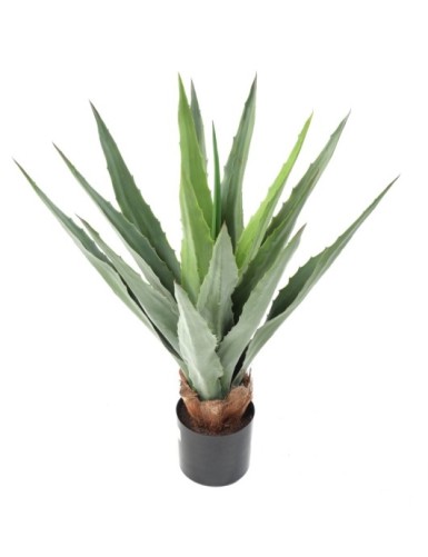 AGAVE FURCRAEA