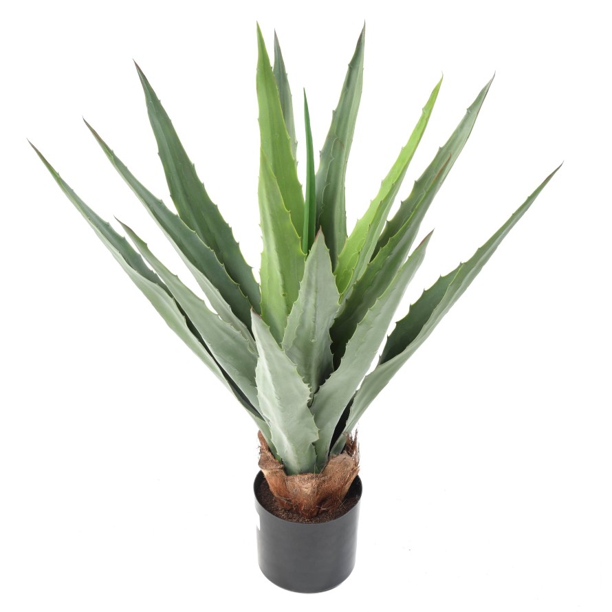 AGAVE FURCRAEA