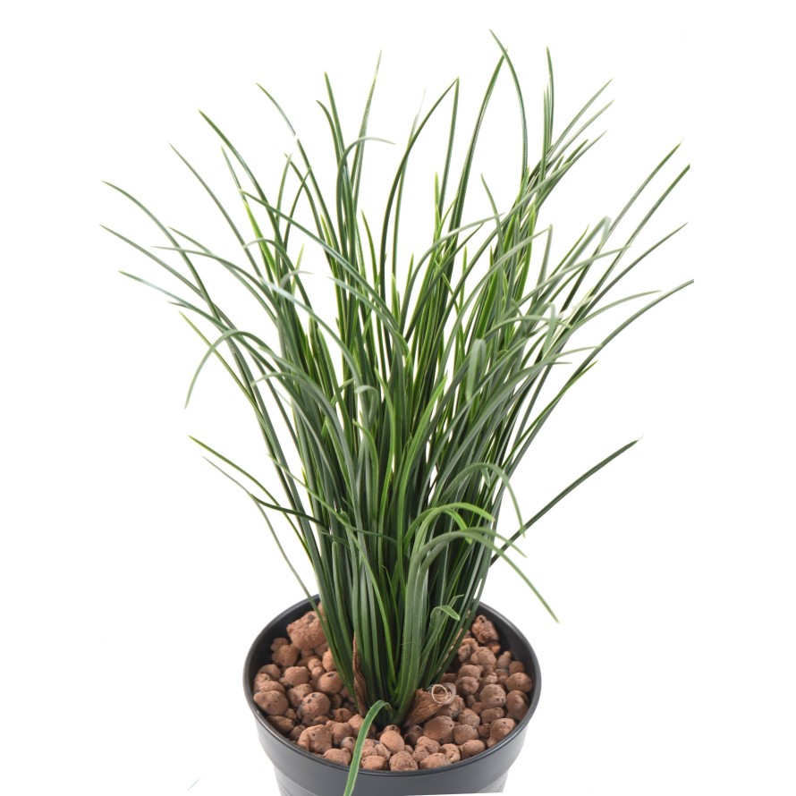 HIERBA LADY RESISTENTE A LOS RAYOS UV