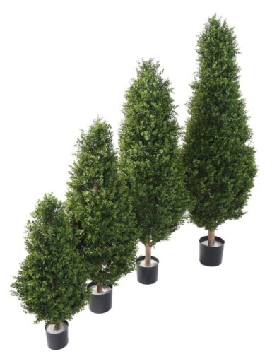 BUCHSBAUM RED DAY...