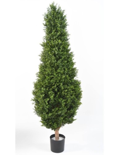 BOJ RED DAY TOPIARIO RESISTENTE A LOS RAYOS UV