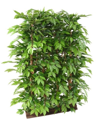 HAINBUCHE BAUM HECKE