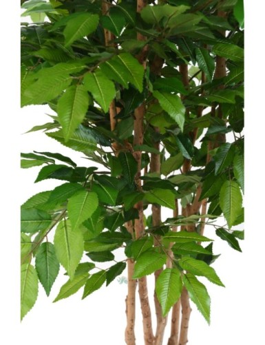 CARPE ÁRBOL