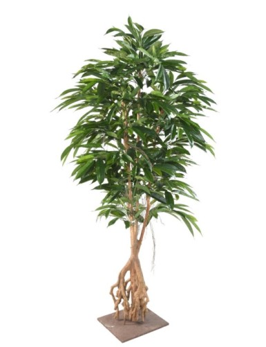 FIKUS ROOT LONGIFOLIA