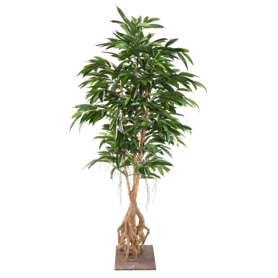 FIKUS ROOT LONGIFOLIA