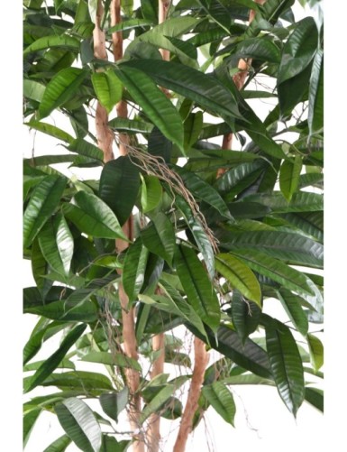 FICUS ROOT LONGIFOLIA