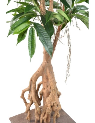 FIKUS ROOT LONGIFOLIA