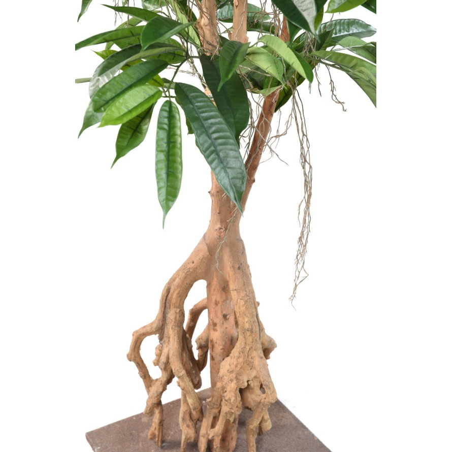 FICUS ROOT LONGIFOLIA