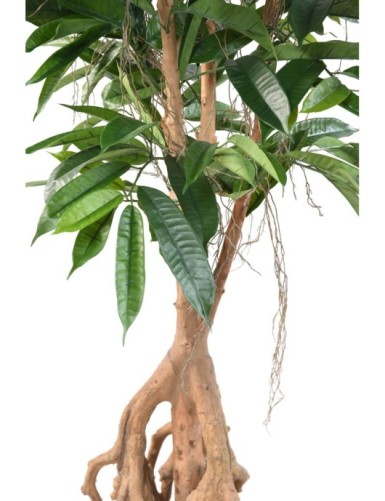 FIKUS ROOT LONGIFOLIA